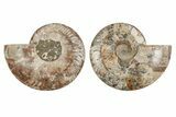 Agatized, Cut & Polished Ammonite Fossil - Madagasar #191585-1